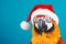 Cute little festive parrot wearing a Father Christmas santa hat