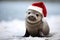 Cute little festive seal wearing a Father Christmas santa hat