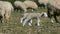 Cute little few days old lambs walking on grassland on springtime. Newborn lamb grazing on green meadow with herd of sheep