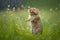 Cute little field mouse dancing in the rain