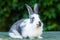 Cute little fluffy rabbit on green grass in the summer garden. grey and white color bunny. Easter symbol. domestic pet.