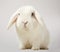 Cute little fluffy white lop eared bunny rabbit