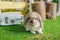 Cute little fluffy white lop eared bunny rabbit sitting on grass. symbolic of Easter and the spring season.Spring