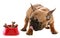 Cute little French bulldog puppy with dog food bones