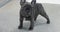 Cute little french bulldog puppy looks funny at the camera. A puppy in a veterinary hospital looks interestedly into