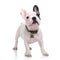 Cute little french bulldog puppy standing on white background