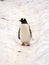 Cute little gentoo penguin standing around