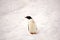 Cute little gentoo penguin stopped on the way