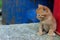 Cute little ginger kitten sitting and looking to the left.  Stray kitten outdoor. Animals, animals day, pets concept.