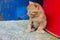 Cute little ginger kitten sitting and looking to the left. Stray kitten outdoors. Animals, animals day concept.