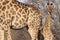 Cute little giraffe cub behind his mother