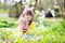 Cute little girl with curly hair wearing bunny ears and summer dress having fun during Easter egg hunt relaxing in the garden