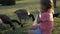 Cute little girl feeding wild geese at green summer meadow