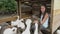 A cute little girl feeds grass to a flock of colorful geese in the backyard of a house on a Sunny summer day. She plays