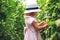 Cute little girl gardener picked organic tomatoes in green house