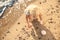 Cute little girl gathering sea shells on beach