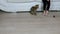 Cute little girl has fun playing with a Bengal cat