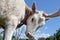 A cute little girl in a panama and underpants is caress a calf