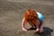 Cute little girl pays with sand on the Bali beach