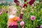 Cute little girl playing in blossoming dahlia field. Child picking fresh flowers in dahlia meadow on sunny summer day.