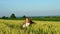 Cute little girl playing in wheat field sunny day, slow motion