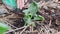 Cute little girl removing diseased vegetables in the backyard vegetable garden. Close-up of hand of child having fun together with