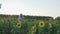 Cute little girl throws a paper airplane in sunflowers field