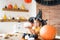 Cute little girl in witch costume sitting behind a table in Halloween theme decorated room, holding hand painted pumpkins smiling.