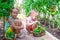 Cute little girls collect crop cucumbers in the