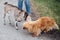 Cute little goat making friends with old pekingese dog in green park at shelter. Adorable old and blind dog walking with new