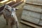 Cute little goatling on farm. Animal husbandry