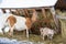 Cute little goats standing in a stack of hay near their mother