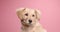 Cute little golden retriever puppy posing in studio