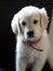 Cute little Golden Retriever two months old with her red collar