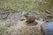 Cute little Gopher at the zoo.