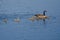 Cute Little Goslings Swimming with Parents