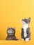 Cute little gray cat and kitten, on a yellow background, looks and plays. Buisiness banner, concept, copy space