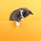 Cute little gray cat, on a yellow background, looks and plays. Buisiness banner, concept, copy space