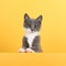 Cute little gray cat, on a yellow background, looks and plays. Buisiness banner, concept, copy space