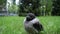 Cute little gray crow cub chick sits on lawn with green grass.