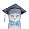 Cute little gray kitten with beautiful blue eyes wearing black square academic hat and classic bow tie.