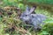 Cute little gray rabbit on green grass