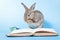 A cute little gray rabbit is reading a book and has a small pair of glasses nearby.