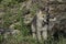 Cute Little Gray Wolf Pup