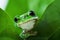 Cute little green frog peeking out from behind the leaves