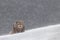 Cute little grey arctic fox laying in the snow while squinting under snowfall