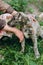 Cute little grey puppy with collar licking people hand, sitting