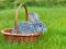 Cute little grey rabbit in the basket on green grass