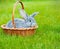 Cute little grey rabbit on green grass