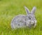 Cute little grey rabbit on green grass